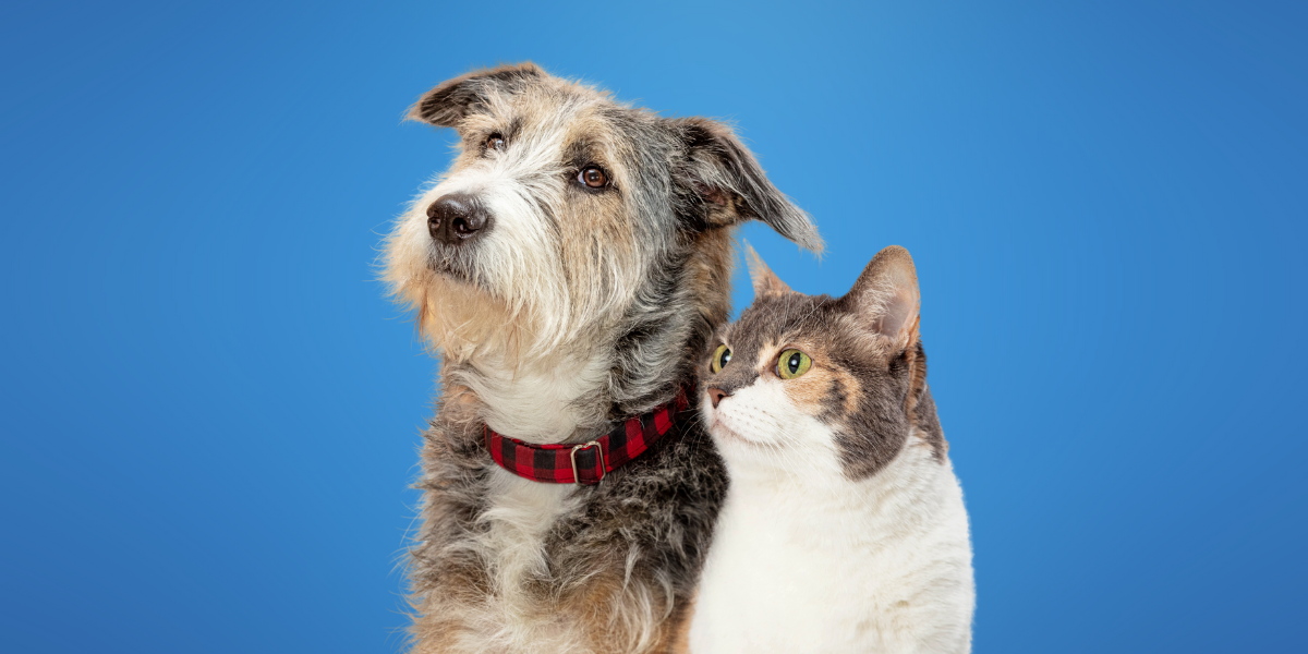 Perro y gato ancianos asegurados