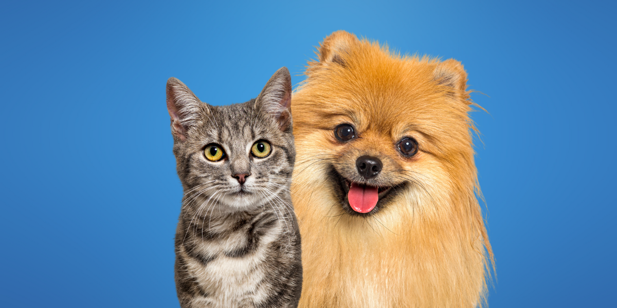 Perro y gato felices por estar asegurados